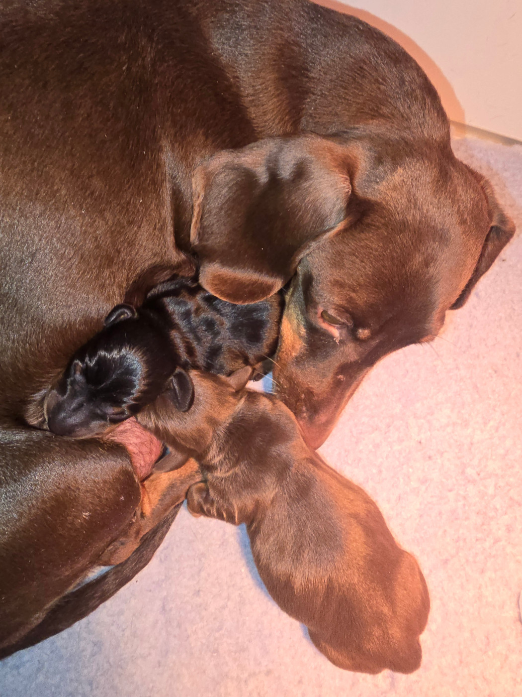 Chiot Teckel poil ras De Cassebertats