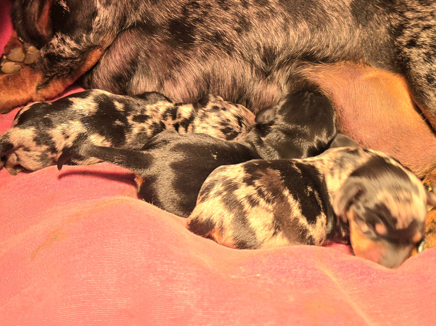 Chiot Teckel poil ras De Cassebertats