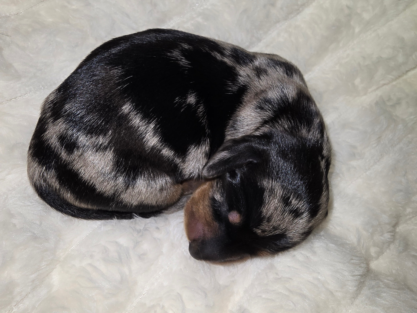 De Cassebertats - Chiots disponibles - Teckel poil ras