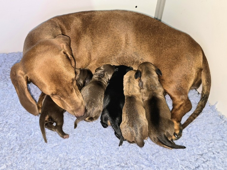Chiot Teckel poil ras De Cassebertats