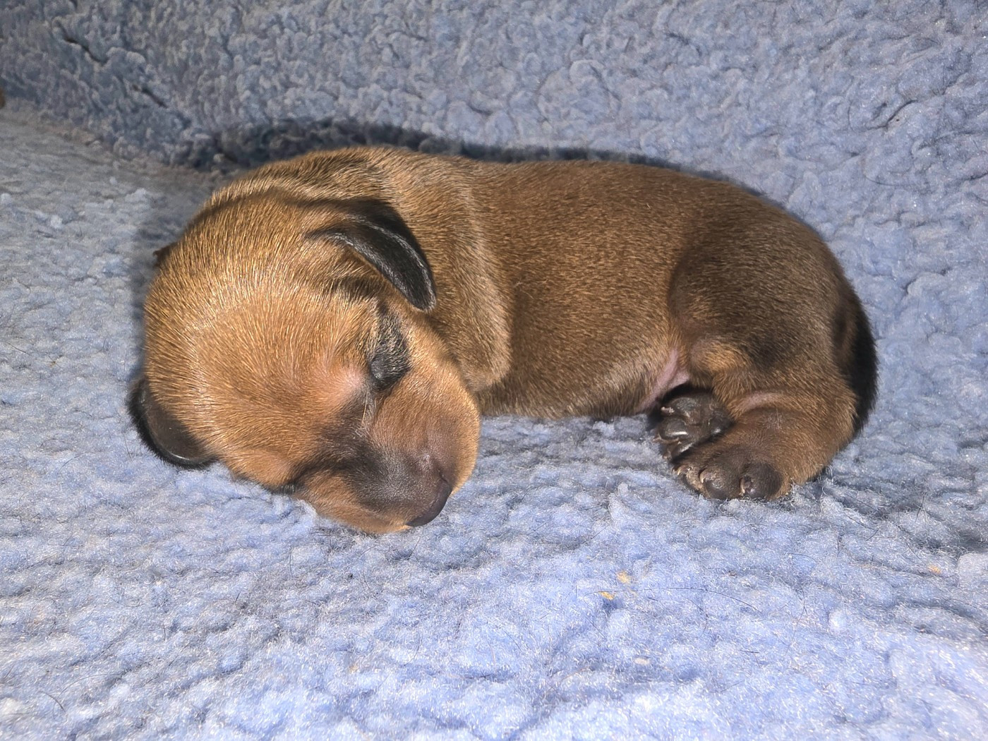De Cassebertats - Chiots disponibles - Teckel poil ras