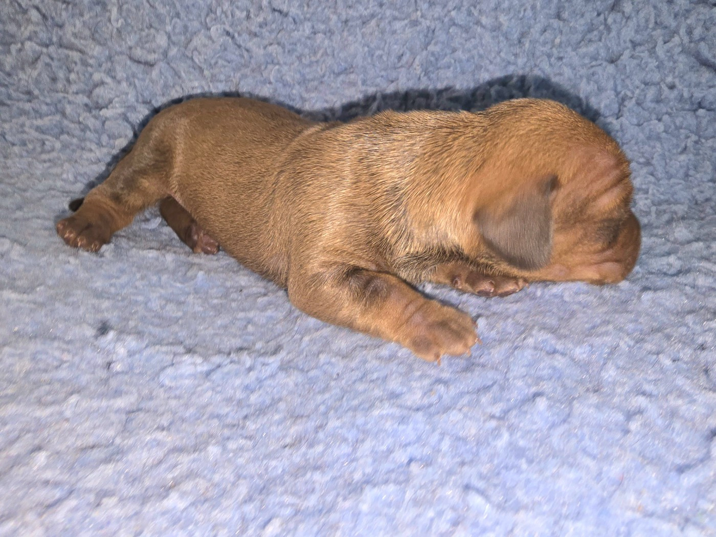 De Cassebertats - Chiots disponibles - Teckel poil ras