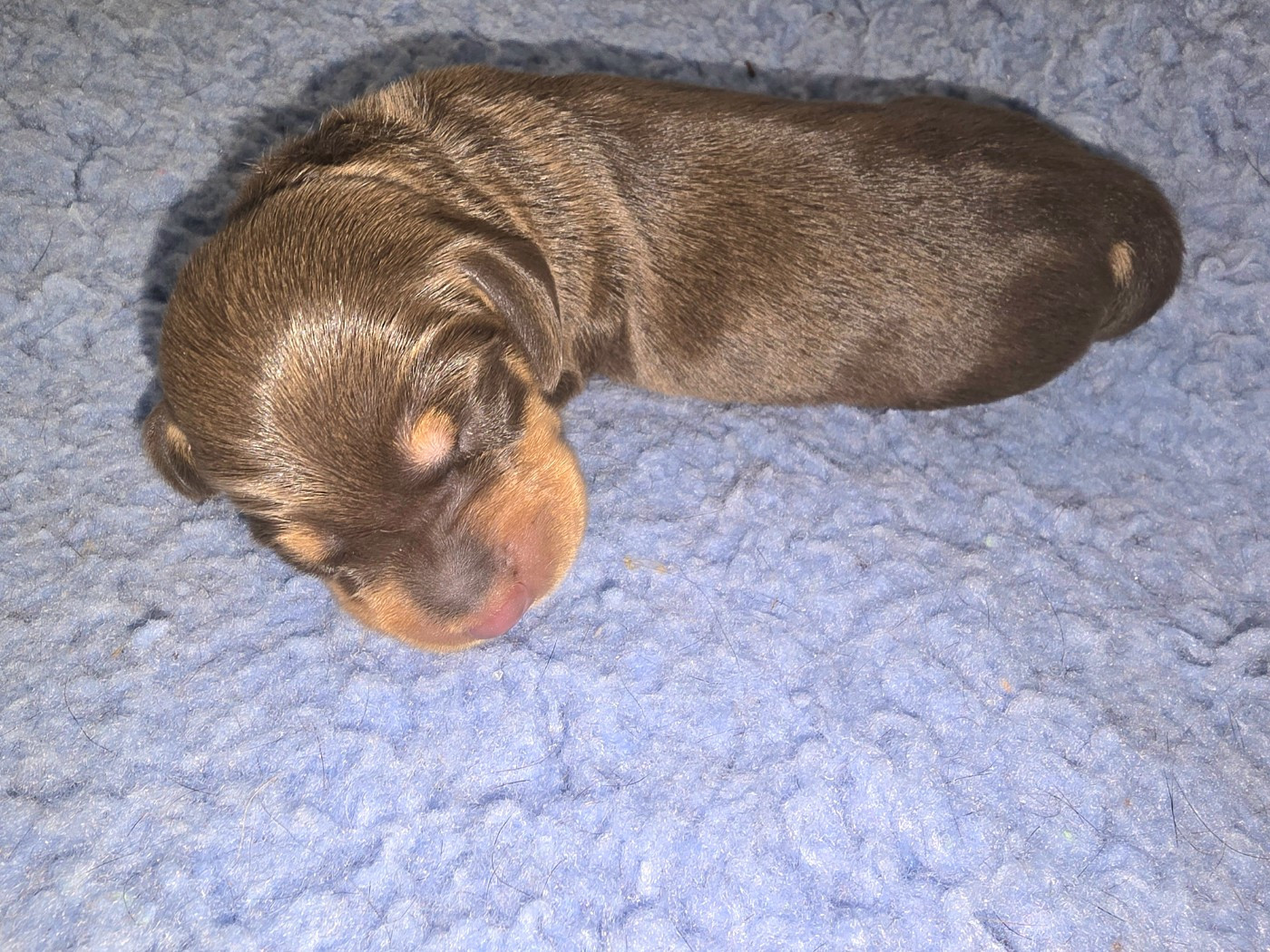 De Cassebertats - Chiots disponibles - Teckel poil ras