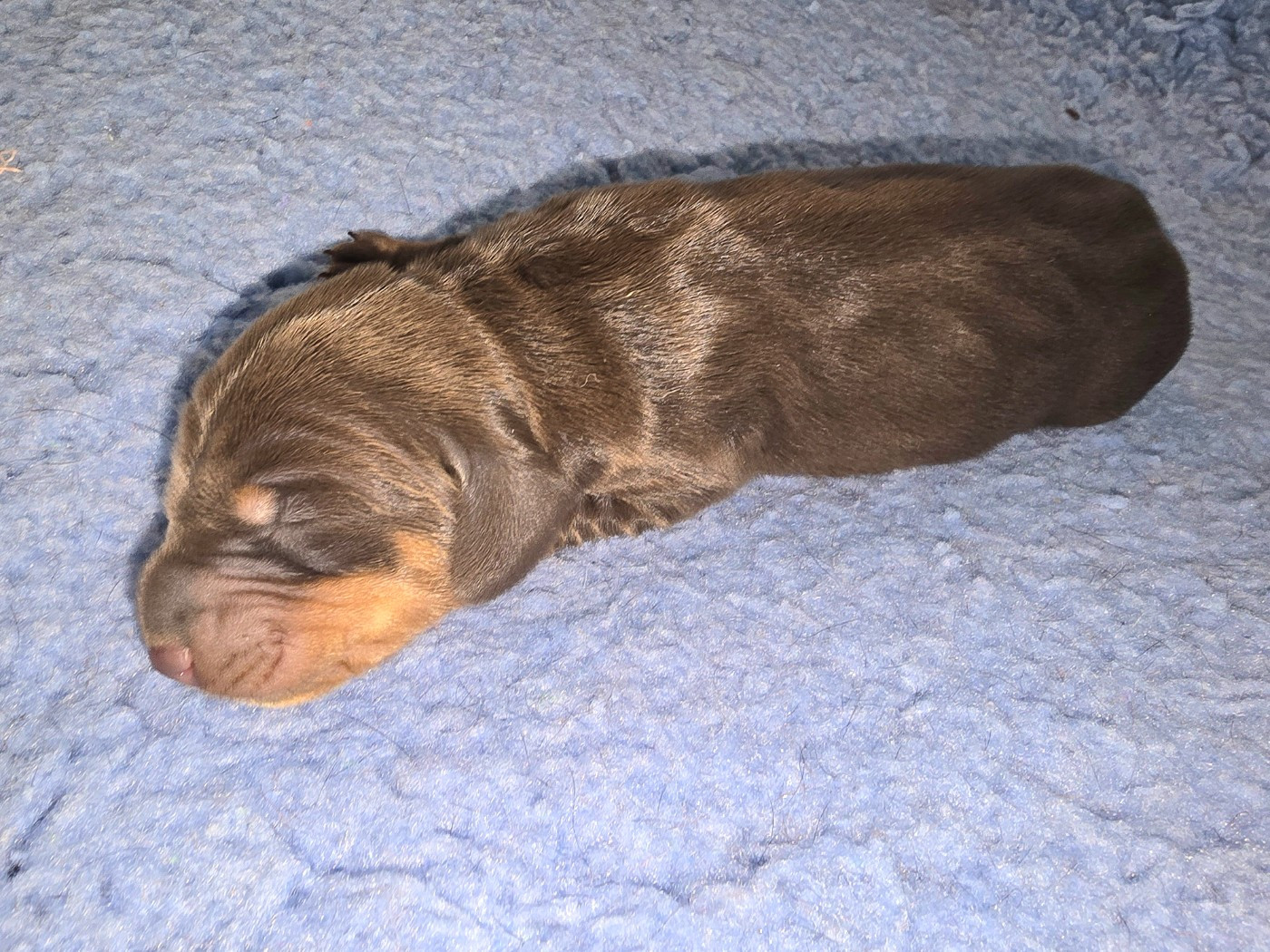 De Cassebertats - Chiots disponibles - Teckel poil ras