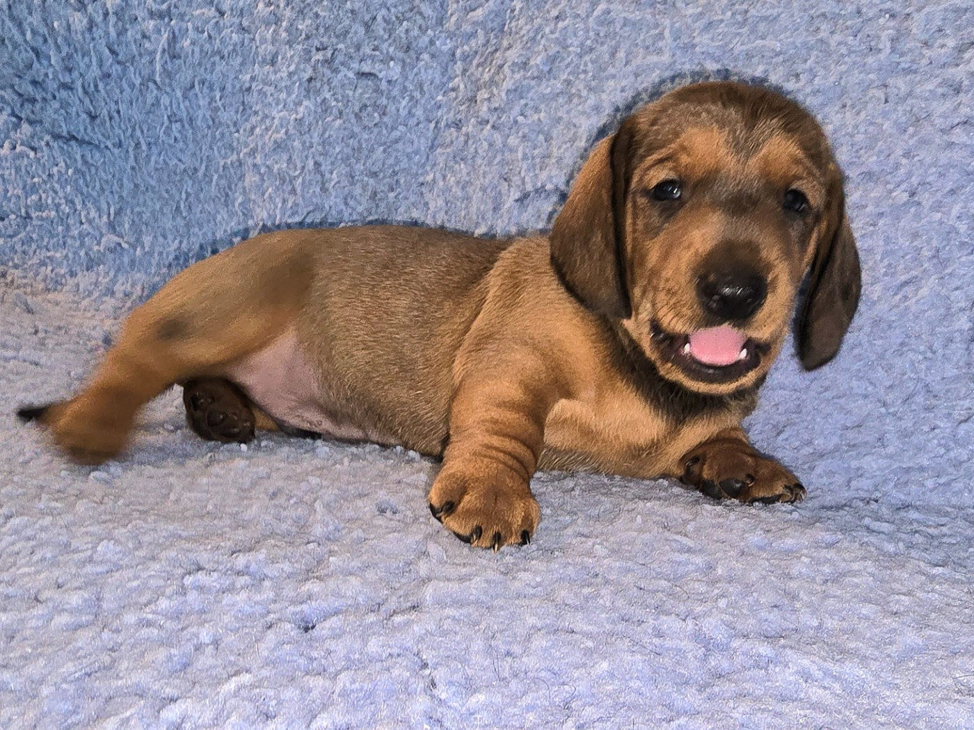 De Cassebertats - Chiots disponibles - Teckel poil ras
