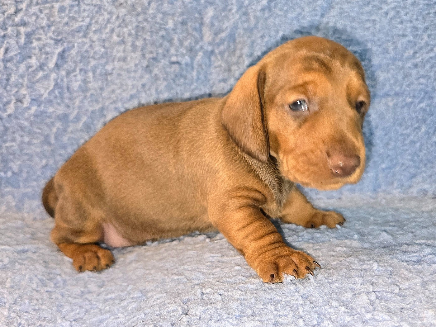 De Cassebertats - Chiots disponibles - Teckel poil ras