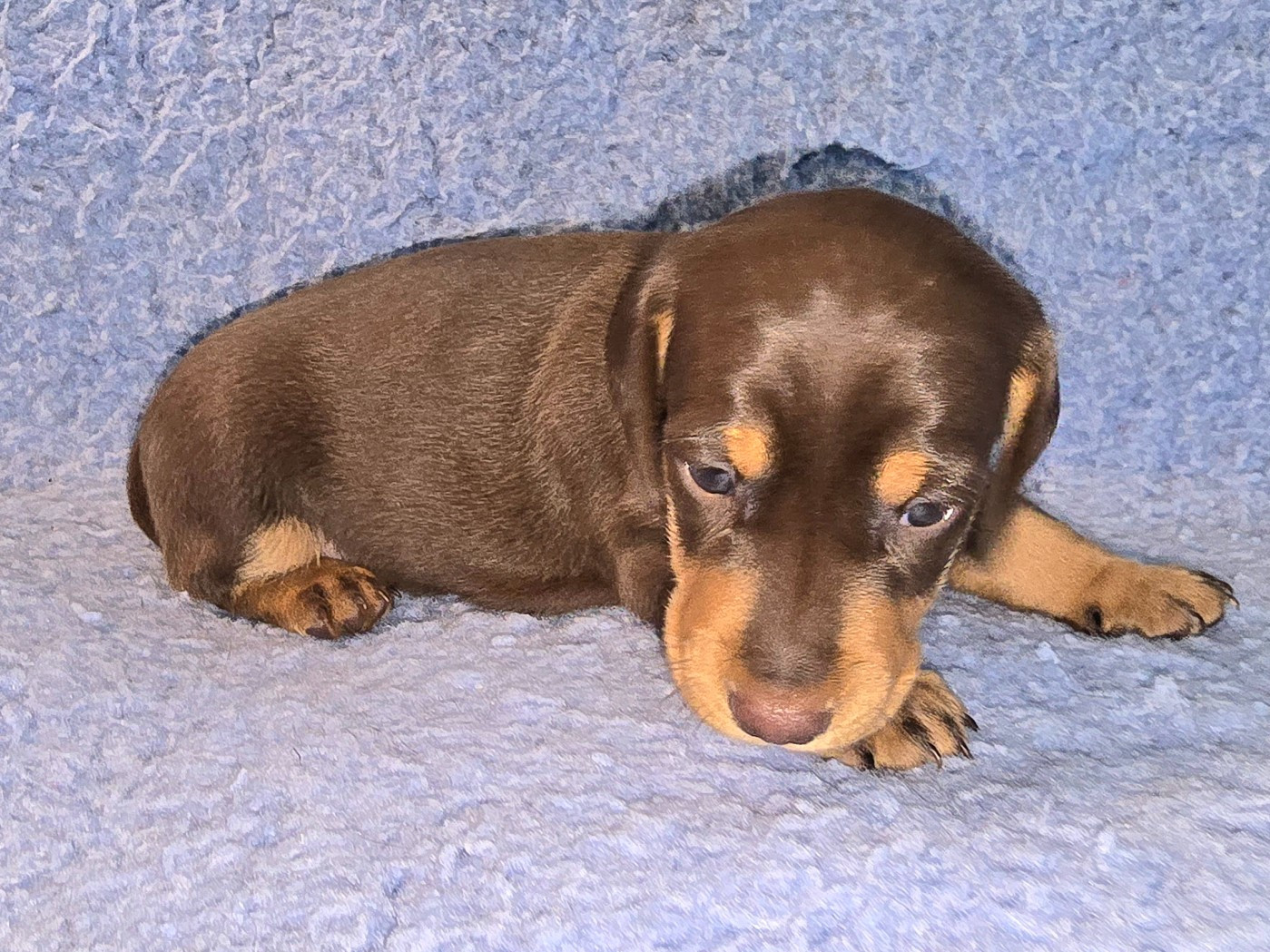 De Cassebertats - Chiots disponibles - Teckel poil ras