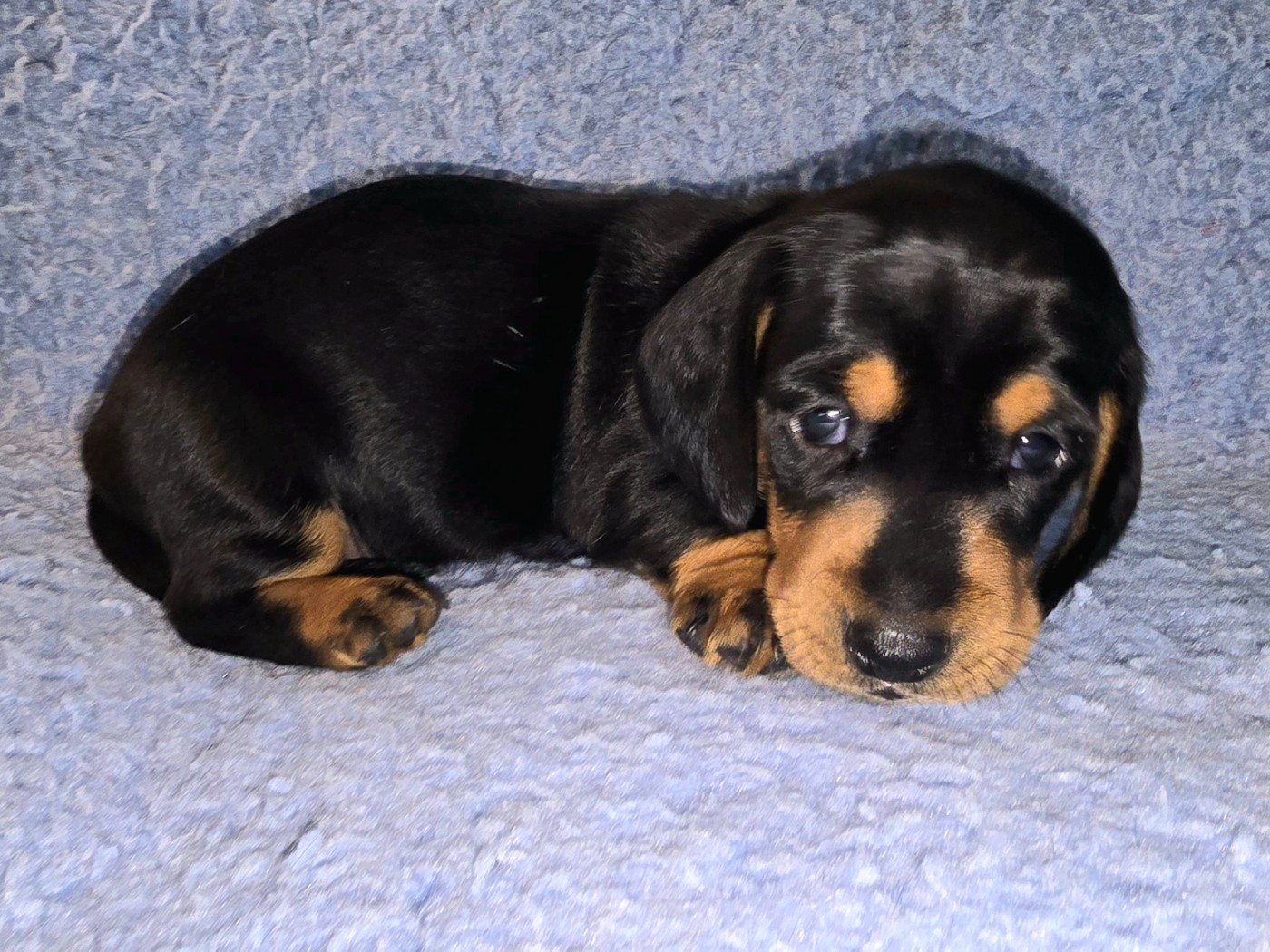 De Cassebertats - Chiots disponibles - Teckel poil ras