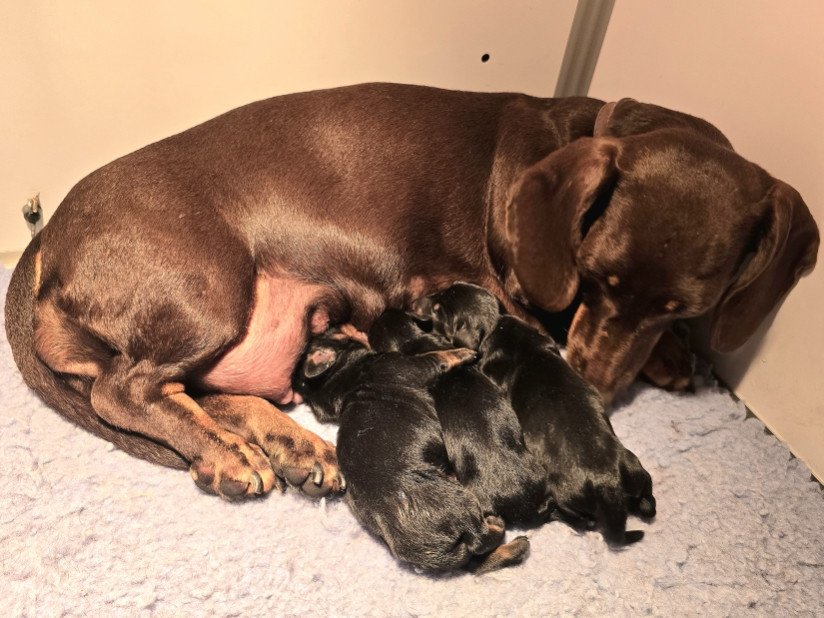 De Cassebertats - Chiots disponibles - Teckel poil ras